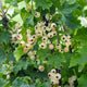 BAR-LE-DUC-CURRANT