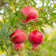 Close-up of Kara Bala Miursal Pomegranate Plant showcasing ripe dark-red fruit on branches with green leaves in the background