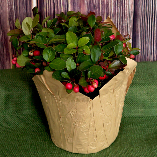 Front view of wintergreen plant in 6-inch pot showing glossy evergreen leaves and scarlet berries on neutral background