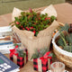 Close-up of Wintergreen potted plant showcasing glossy green leaves and red berries on a white background