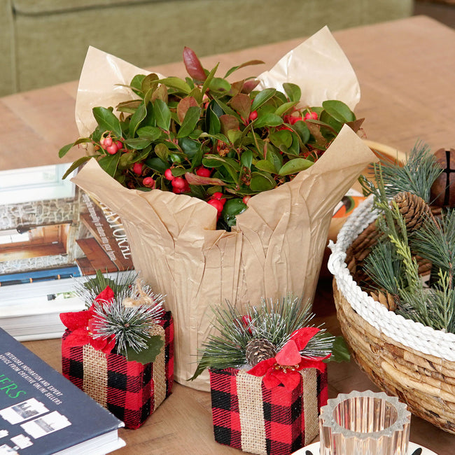 Close-up of Wintergreen potted plant showcasing glossy green leaves and red berries on a white background