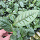 Close-up of Large Leaf Tea plant showing glossy, serrated dark green leaves in a nursery pot