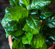 Close-up of a potted plant with green leaves