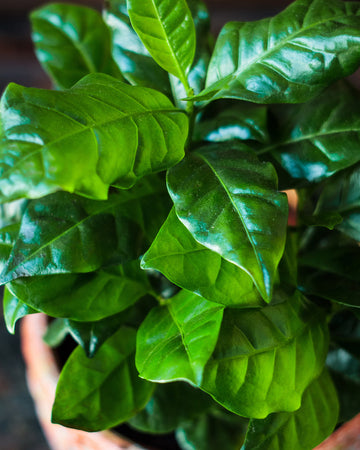 Close-up of a potted plant with green leaves