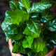 Close-up of a potted plant with green leaves