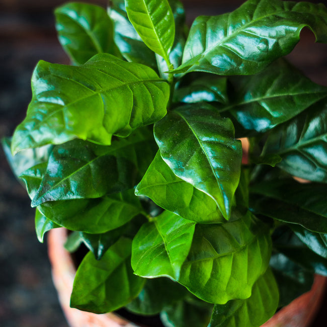 Close-up of a potted plant with green leaves