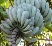 ICE CREAM-BANANA