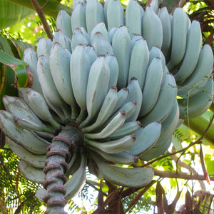 Close-up of Ice Cream banana tree showcasing silvery-blue banana cluster with silvery-green leaves in background