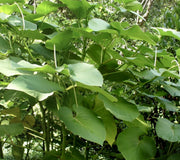 HOJA SANTA-HOJA SANTA