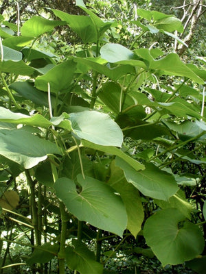 HOJA SANTA-HOJA SANTA