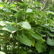 Close-up of Hoja Santa plant showing large heart-shaped green leaves against a blurred garden background