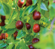 Close-up of Li jujube branch showing ripe reddish-brown egg-shaped fruit and green leaves