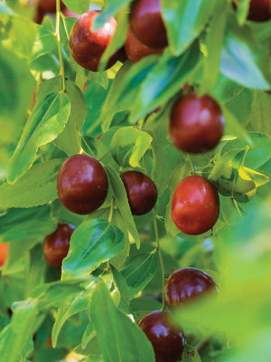 Close-up of Li jujube branch showing ripe reddish-brown egg-shaped fruit and green leaves