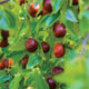 Close-up of Li jujube branch showing ripe reddish-brown egg-shaped fruit and green leaves
