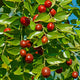 Close-up of Li jujube branch showcasing ripe reddish-brown egg-shaped fruit with glossy green leaves