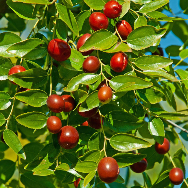 Close-up of Li jujube branch showcasing ripe reddish-brown egg-shaped fruit with glossy green leaves