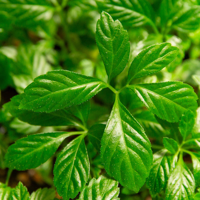 Jiaogulan Plant