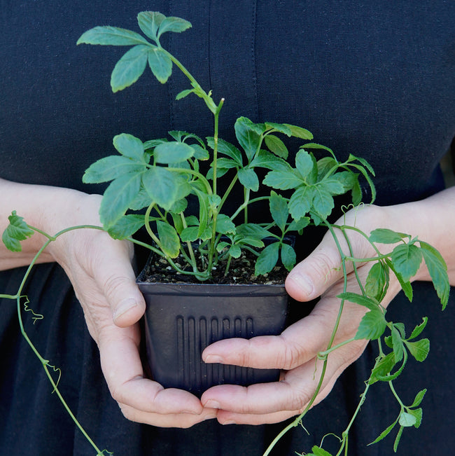A small green leafy plant in a black plastic nursery pot being held gently by two hands against a dark navy or black shirt background.