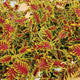 Front view of Skeletal coleus plant showcasing deeply serrated burgundy and lime green leaves against a white background