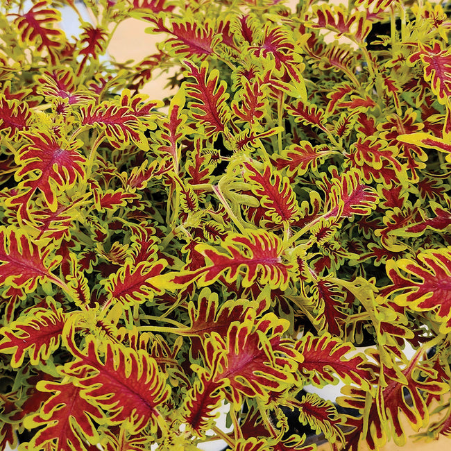 Front view of Skeletal coleus plant showcasing deeply serrated burgundy and lime green leaves against a white background