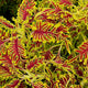 Close-up of Skeletal coleus showing serrated burgundy and lime-green patterned leaves