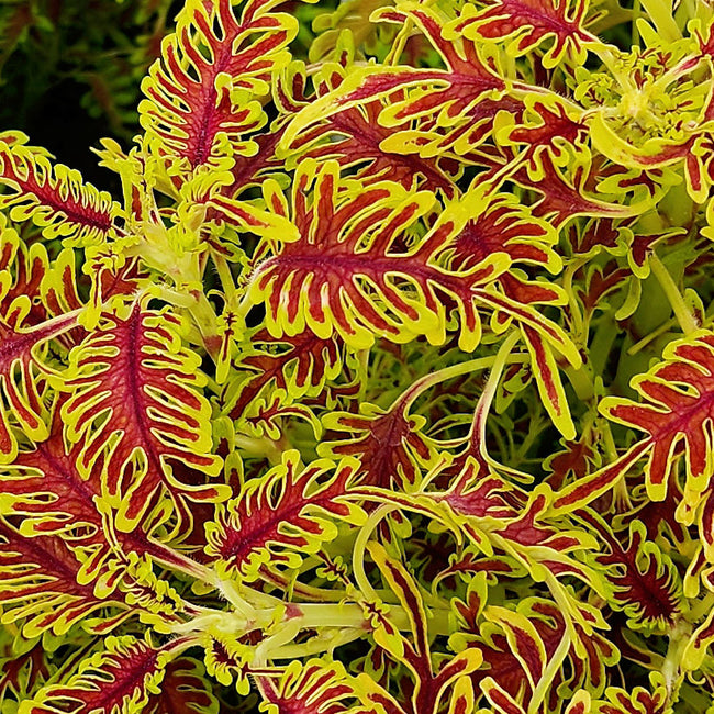 Close-up of Skeletal coleus showing serrated burgundy and lime-green patterned leaves