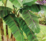 Close-up of Ever Red banana plant showing broad green leaves with maroon striping against a grassy garden background