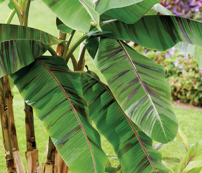Close-up of Ever Red banana plant showing broad green leaves with maroon striping against a grassy garden background