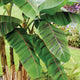 Close-up of Ever Red banana plant showing broad green leaves with maroon striping against a grassy garden background