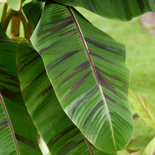 Close-up of Ever Red banana leaf showing broad green leaf with maroon striping on blurred background