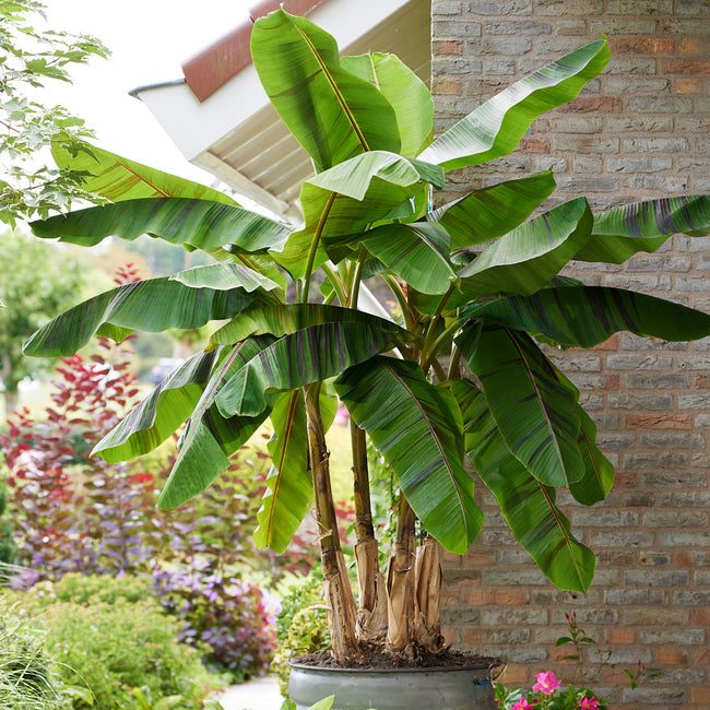Front view of Ever Red banana plant showcasing broad green leaves banded with maroon in a garden setting