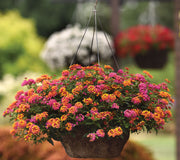 Close-up of Passionfruit lantana in a hanging basket showcasing multicolored fuchsia and tangerine flower clusters
