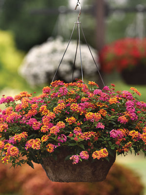 Close-up of Passionfruit lantana in a hanging basket showcasing multicolored fuchsia and tangerine flower clusters