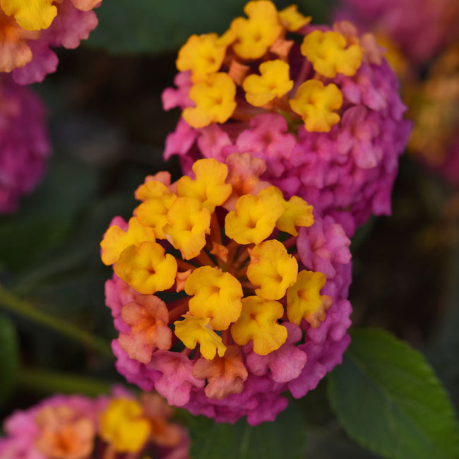 Close-up of Passionfruit lantana showing multicolored fuchsia, tangerine orange, and yellow flower clusters with blurred foliage background