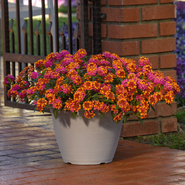 Front view of Passionfruit lantana plant showcasing multicolored fuchsia and tangerine cluster blooms in a container