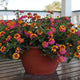 Front view of Passionfruit lantana plant showcasing multicolored fuchsia and tangerine cluster blooms in a terracotta pot