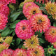 Close-up of Summerina Glow Sugar Shake echibeckia showing double peach-to-pink zinnia-like blooms and green foliage