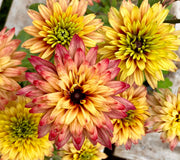 Close-up of Summerina Glow Sugar Shake echibeckia showcasing fully double peach-to-pink blooms with dark centers on a wooden background
