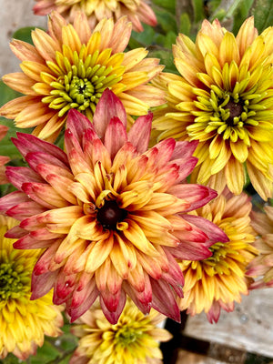 Close-up of Summerina Glow Sugar Shake echibeckia showcasing fully double peach-to-pink blooms with dark centers on a wooden background