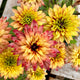 Close-up of Summerina Glow Sugar Shake echibeckia showcasing fully double peach-to-pink blooms with dark centers on a wooden background