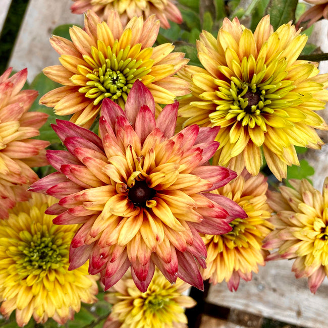 Close-up of Summerina Glow Sugar Shake echibeckia showcasing fully double peach-to-pink blooms with dark centers on a wooden background