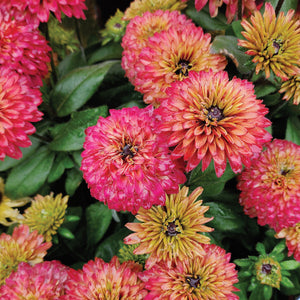 Close-up of Summerina Glow Sugar Shake echibeckia showing double peach-to-pink zinnia-like blooms and green foliage