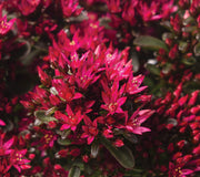 Close-up of Spot On Red sedum showcasing bright red blooms and green foliage