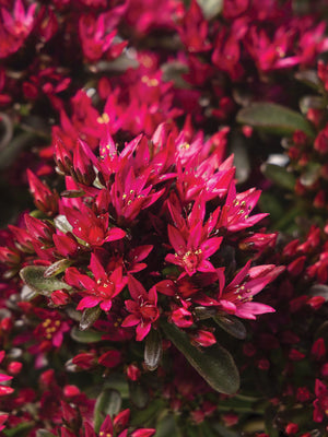 Close-up of Spot On Red sedum showcasing bright red blooms and green foliage