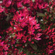 Close-up of Spot On Red sedum showcasing bright red blooms and green foliage