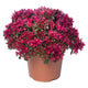 Front view of Spot On Red sedum plant showcasing dense clusters of bright red flowers and green foliage in a terracotta pot