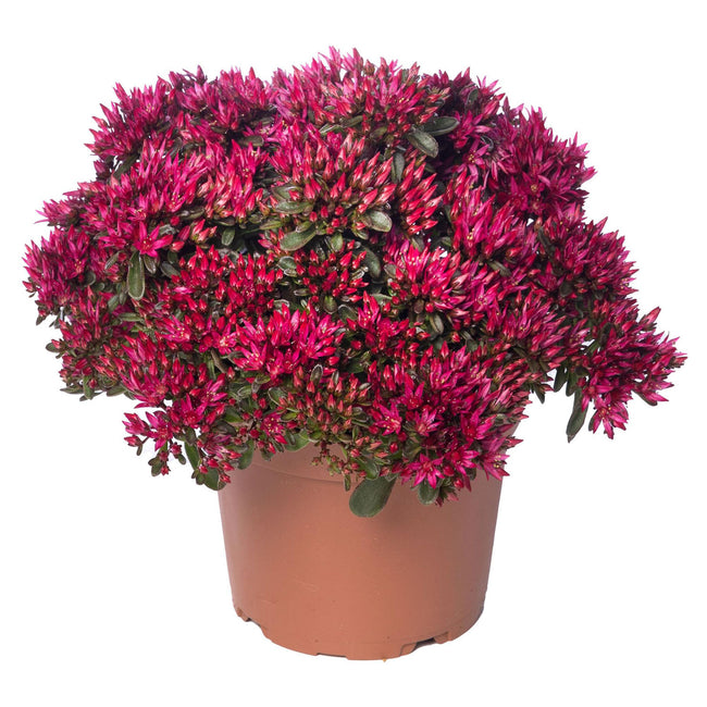 Front view of Spot On Red sedum plant showcasing dense clusters of bright red flowers and green foliage in a terracotta pot