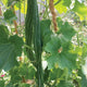 Close-up of snake gourd plant showing long curved green gourds hanging among vine leaves on a trellis
