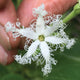 Close-up of snake gourd flower showing white fringed star-shaped bloom against green leaves