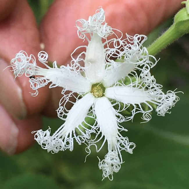 Close-up of snake gourd flower showing white fringed star-shaped bloom against green leaves